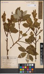 Foto von Salix caprea L.